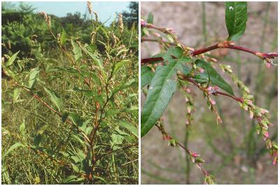 Persicaria hydropiper